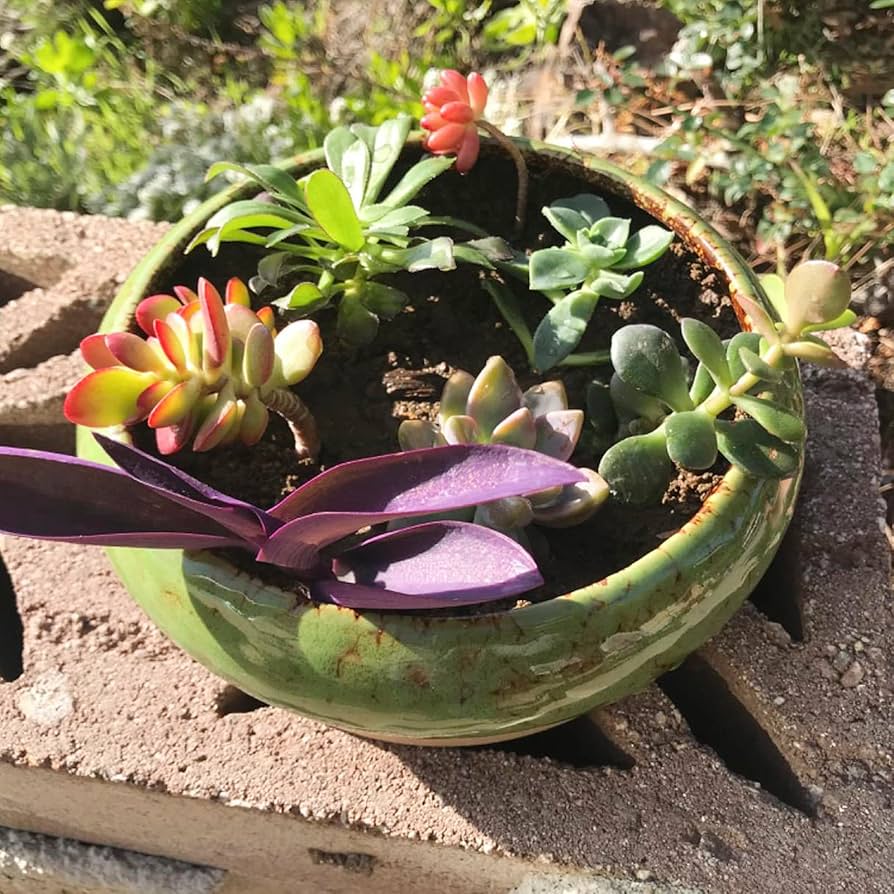 多肉植物セット 青い花模様の鉢*3 多肉植物セット 青い花模様の鉢*3